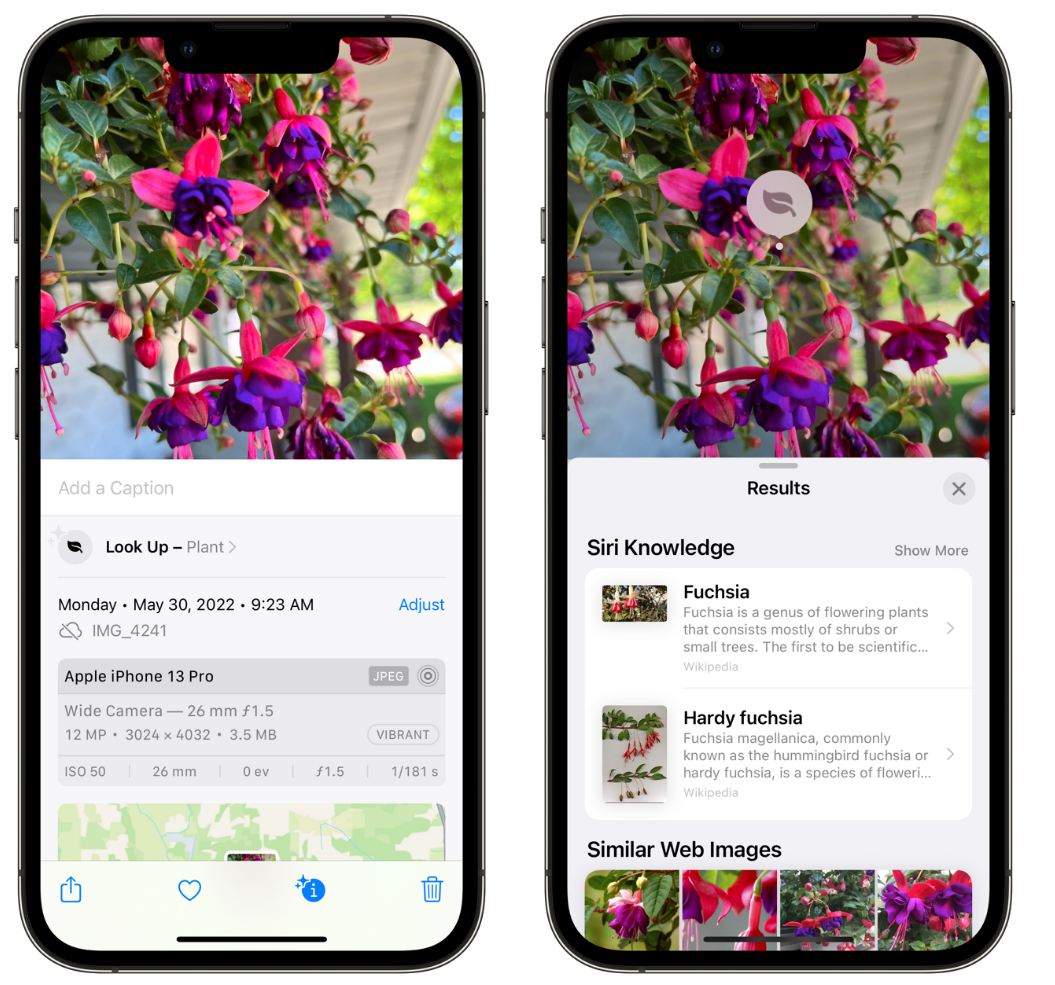 淮滨苹果手机维修分享小技巧：使用 iPhone 相机识别花卉植物 